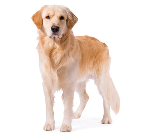 The golden hot sale retriever